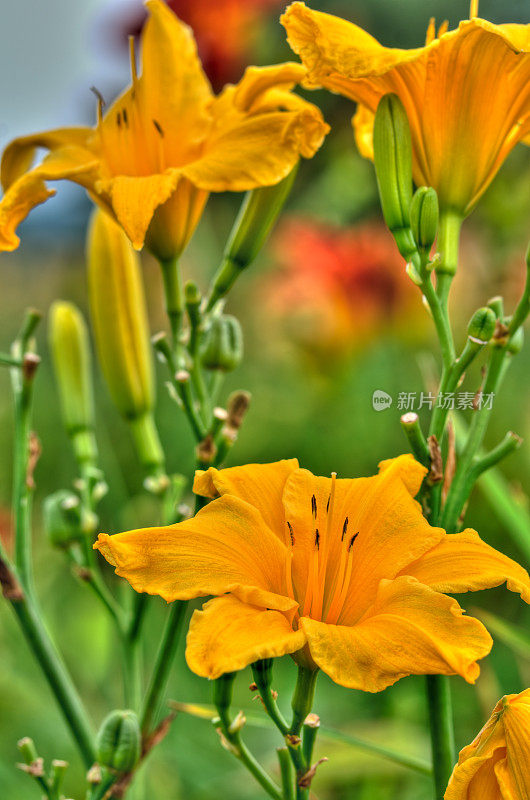 黄花菜(HDR) -七